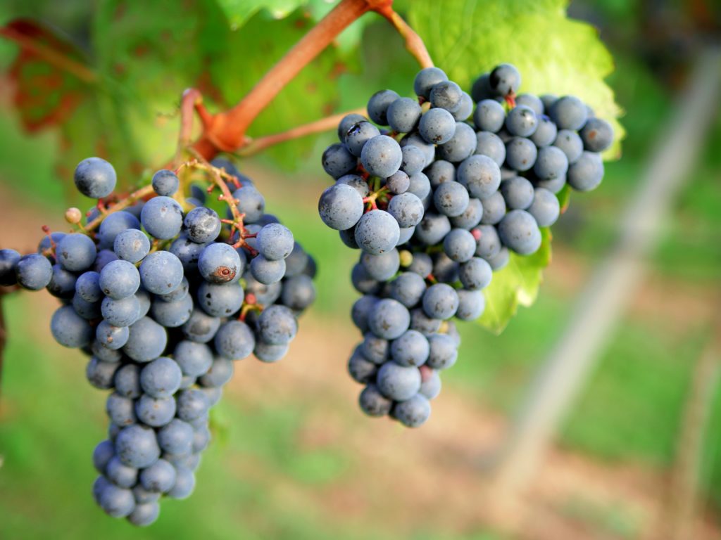Rotwein Trauben
