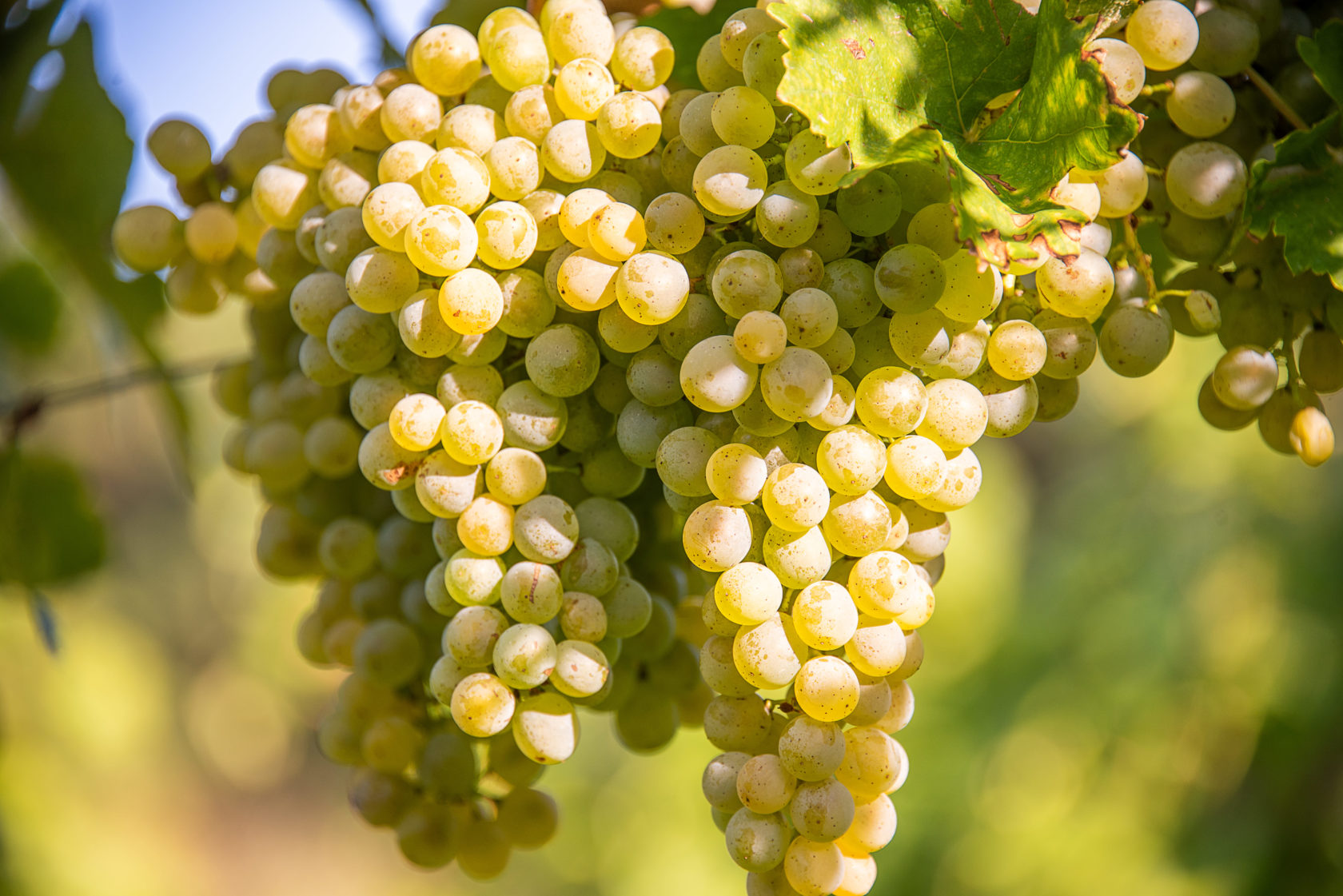 Grüner Veltliner Trauben