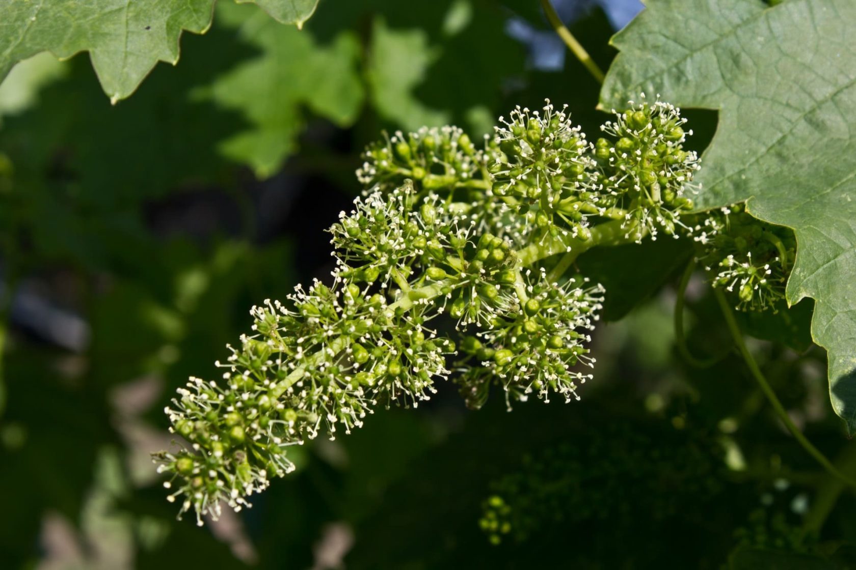 Weinblüte