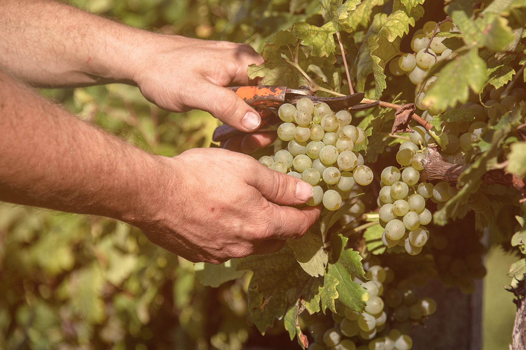 Weinlese