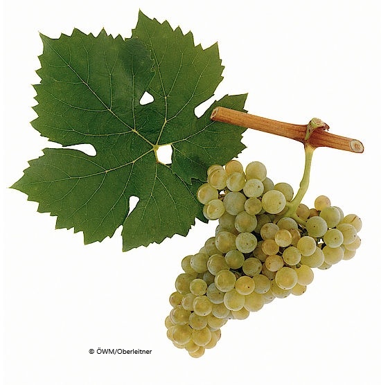 Rivaner